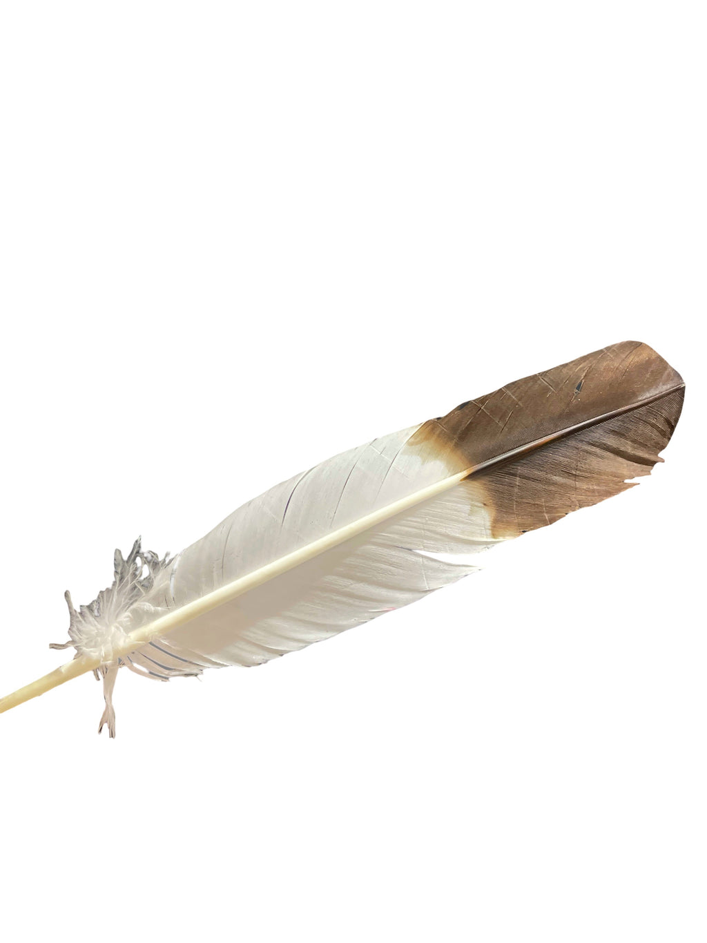Hat Feather