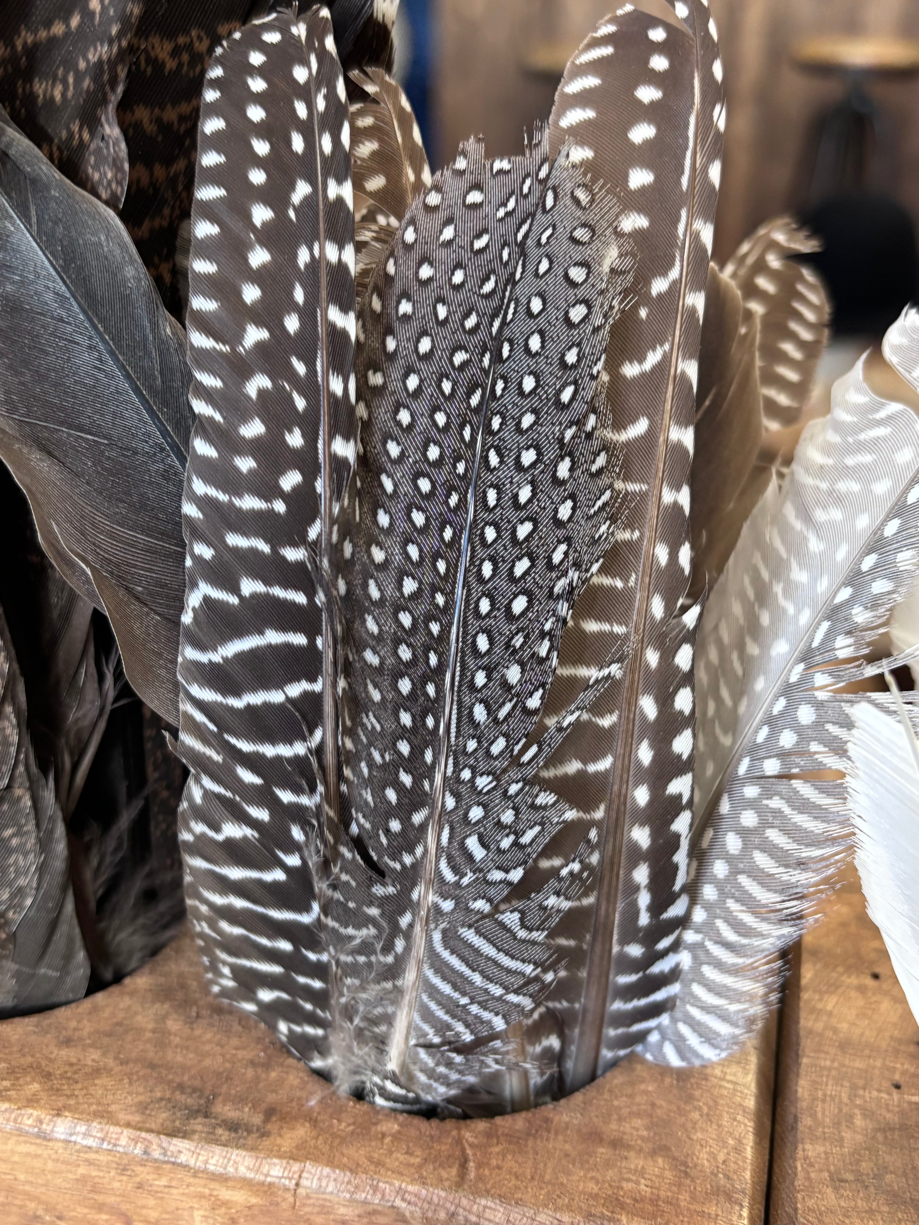Guinea fowl Feathers (natural)