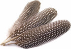 Guinea fowl Feathers (natural)
